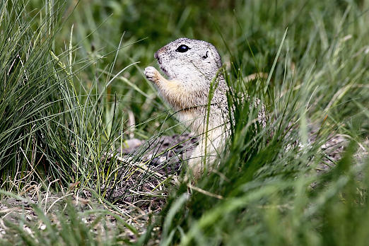 Säugetiere