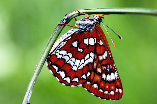 Schmetterlinge