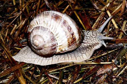 Schnecken