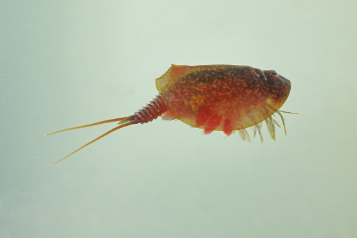 Süßwassertiere