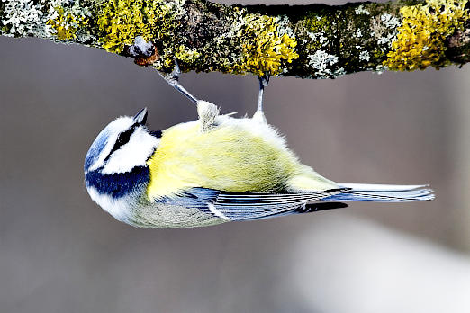 Vögel