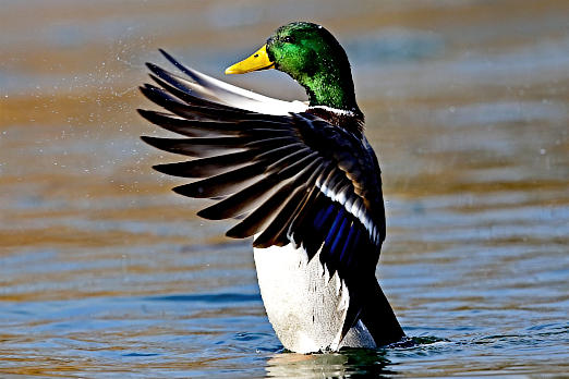 Vögel