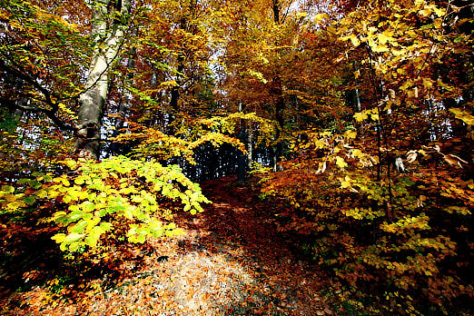 Wald & Bäume